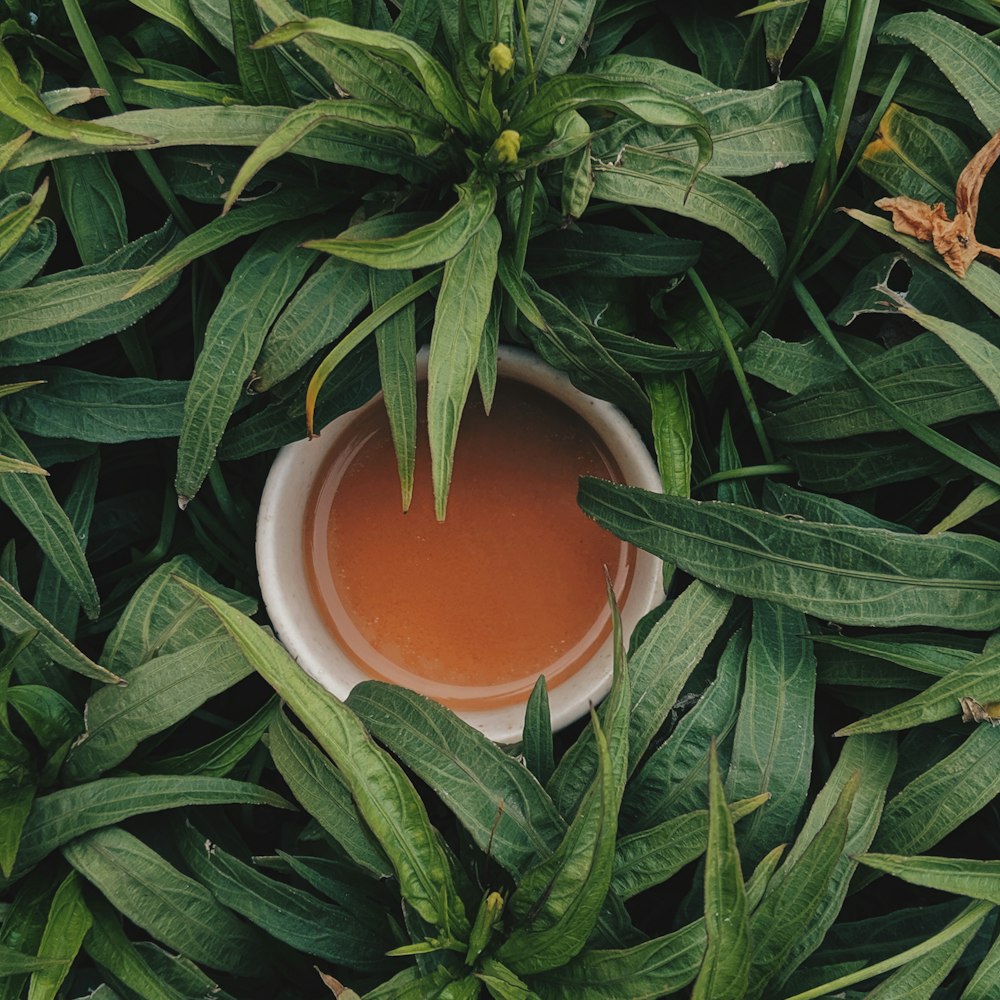 A cup of amber tea surrounded by long green leaves