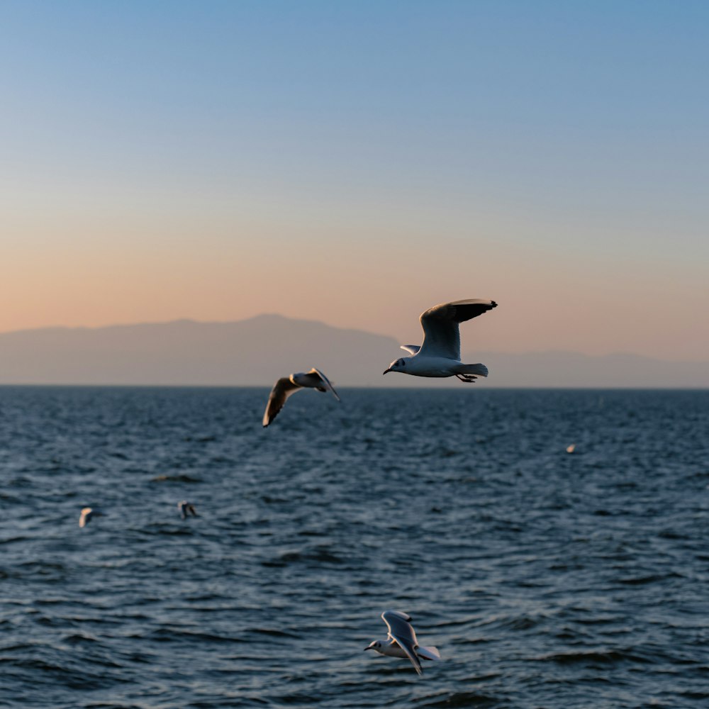 Black-headed gulls flying low over Dianchi Lake at sunset